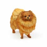 Dog Studies By Leonardo – Dog Pomeranian